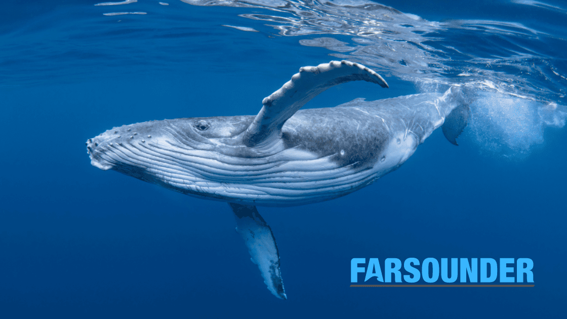 Technology Helping Prevent Whale Strikes
