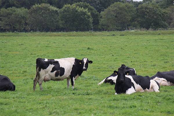 MOL Mulls Cow Dung For Fuel