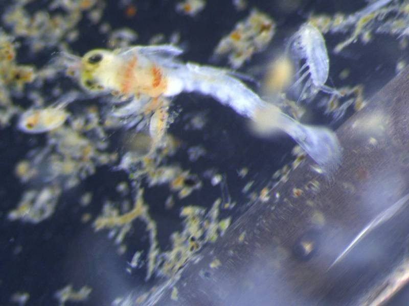 Vessel Ballast Water Management: Getting The Numbers