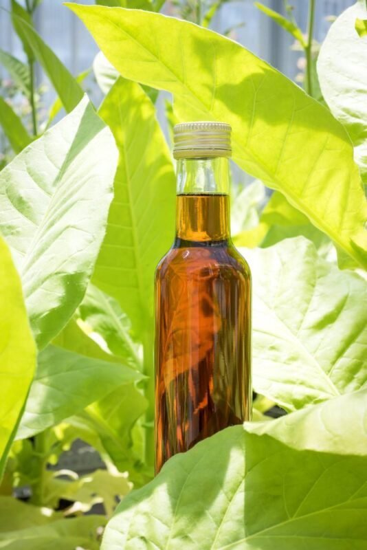 Scientists Turn Leaves Into Oil Factories For Biofuel