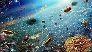 India Launches Marine Microbial Repository Portal to Enhance Ocean Research and Sustainability