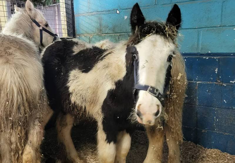 Smuggled Horses Intercepted At Port