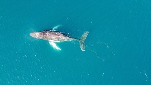 IMO Welcomes First Global Marine Biology Treaty In